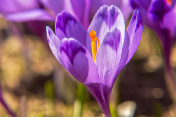 Blossom of crocuses at spring in the mountains