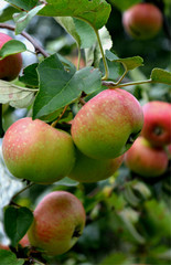 autumn harvest, red with green apples and leaves on a branch, garden