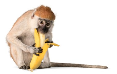 Monkey Eating Banana - Isolated - Powered by Adobe