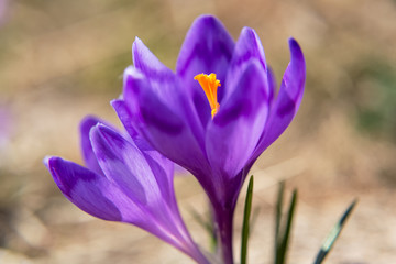 Blossom of crocuses at spring in the mountains