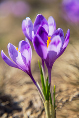 Blossom of crocuses at spring in the mountains