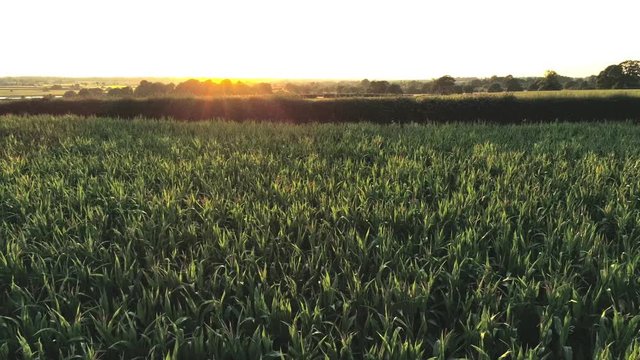 Aerial view on sunset, static hover above fresh leaves of green corn field 