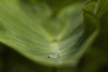 Water drop on green leaflet leaves selective focus.