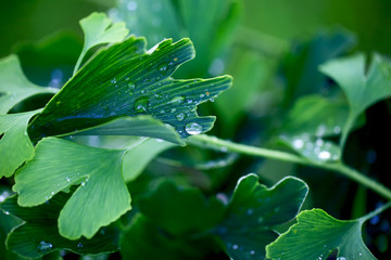 Reflection in water droplets on young leaves of ginkgo biloba.
