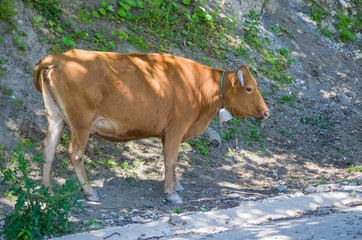 the cow is standing by the road