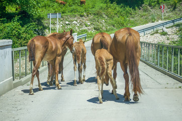 the herd of horses is on the road
