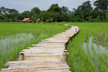 Fototapeta na wymiar Wooden bridge at paddy rice field, Thailand