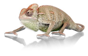 Chameleon Walking Slowly