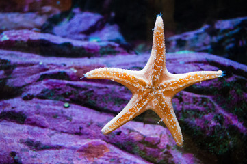 Starfish on a window glass in Seattle aquarium with purple rocks background