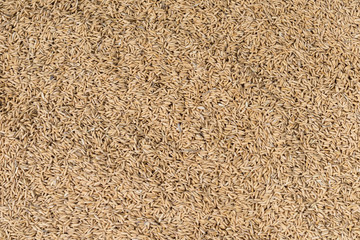 Thai jasmine rice textured background