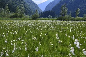 orchidea palustre