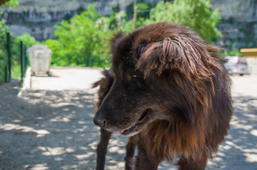 black shaggy dog