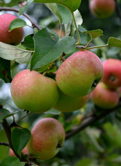 autumn harvest, red with green apples and leaves on a branch, garden