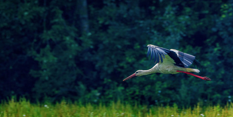 stork photographed in flight