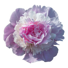 Blooming pale pink peony isolated on white