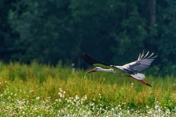 stork photographed in flight