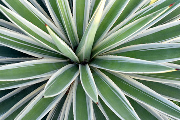 Close up the center of white and green succulent foliage plant botanical pattern leave natural