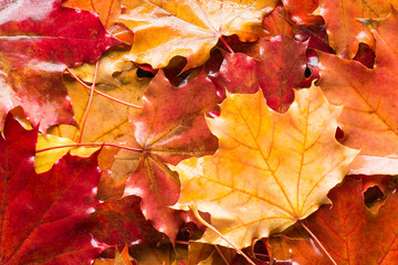 Wet autumn leaves background