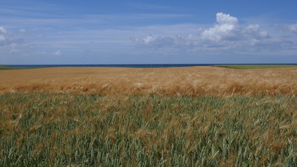 Goldenes Getreidefeld zur Erntezeit. 
Getreide  im Wind,   Gerste, Roggen, Weizen,
