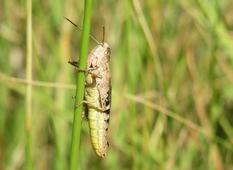 Beautiful brown grasshopper on grass in autumn garden, closeup