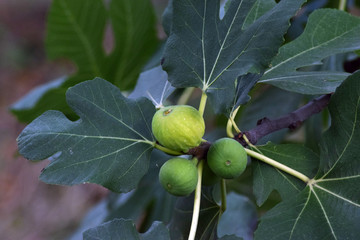 Green figs hanging on the tree .