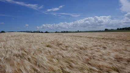 Goldenes Getreidefeld zur Erntezeit. 
Getreide  im Wind,   Gerste, Roggen, Weizen,
