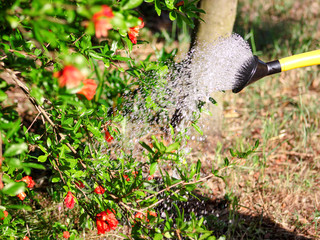 Watering flowers in the garden with a yellow watering can. Close up on water pouring from watering, garden work pour water. Pouring from watering can on plants water, jets of water from watering can.