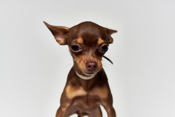 brown dog on a light background