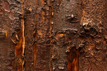 Texture of dark bark