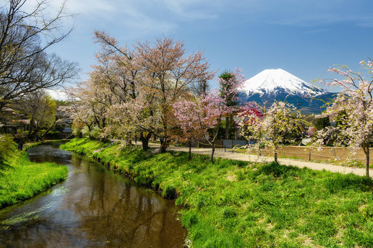 Sakura at Oshino Hakkai with mount Fuji