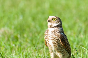 Beautiful owl (Glaucidium minutissimum) on top of a grass.