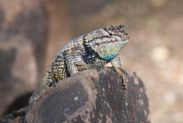 Spiny desert lizard posing on a rock