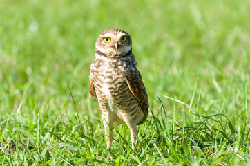 Beautiful owl (Glaucidium minutissimum) on top of a grass.