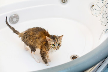 a hollow cat in a white bath after bathing in shock from washing and wants to run away
