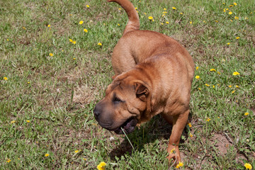 Cute red shar-pei puppy is playing on a green meadow. Pet animals.