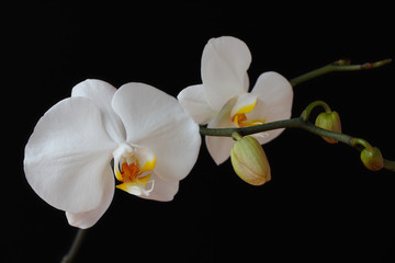 White orchid (orchidaceae) flower on the black background