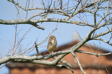 Fototapeta premium Beautiful owl (Glaucidium minutissimum) on top of a tree.