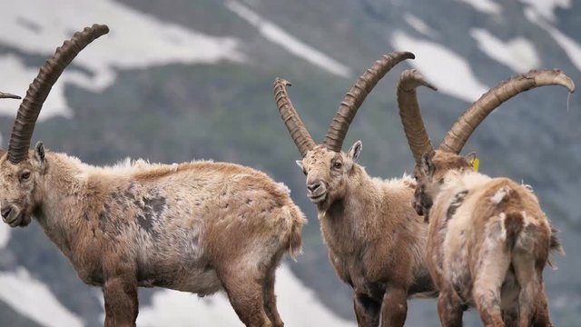 m&auml;nnliche Steinb&ouml;cke in den Alpen vor einem Felsmassiv im Hintergrund