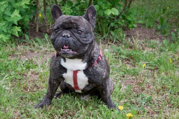 Cute brindle french bulldog is sitting on a green grass.