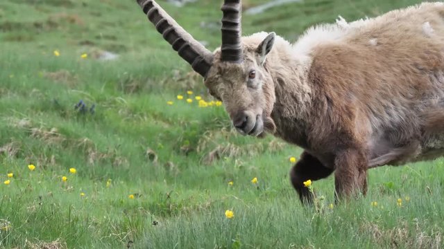 Steinbock auf einer Bergwiese, Nahaufnahmen vom Kopf, mehrere Einstellungen
