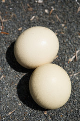Big wild ostrich eggs from Africa