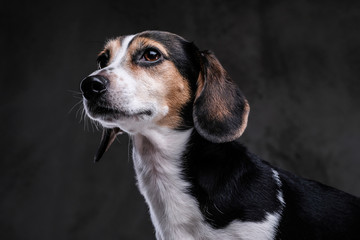 Portrait of a cute little beagle dog isolated on a dark background.