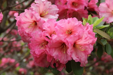 Obraz premium Rhododendron