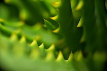 Aloe vera
