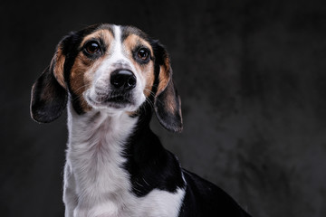 Portrait of a cute little beagle dog isolated on a dark background.