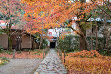 kyoto autumn