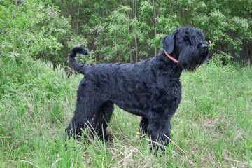 Black russian terrier is standing on the green meadow. Pet animals.