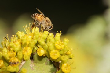 Busy bee on succulent flowers