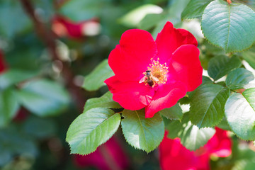 Bee sits on beautiful red dogrose flower