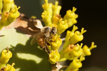Worker bee standing upright